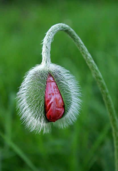 poppy
